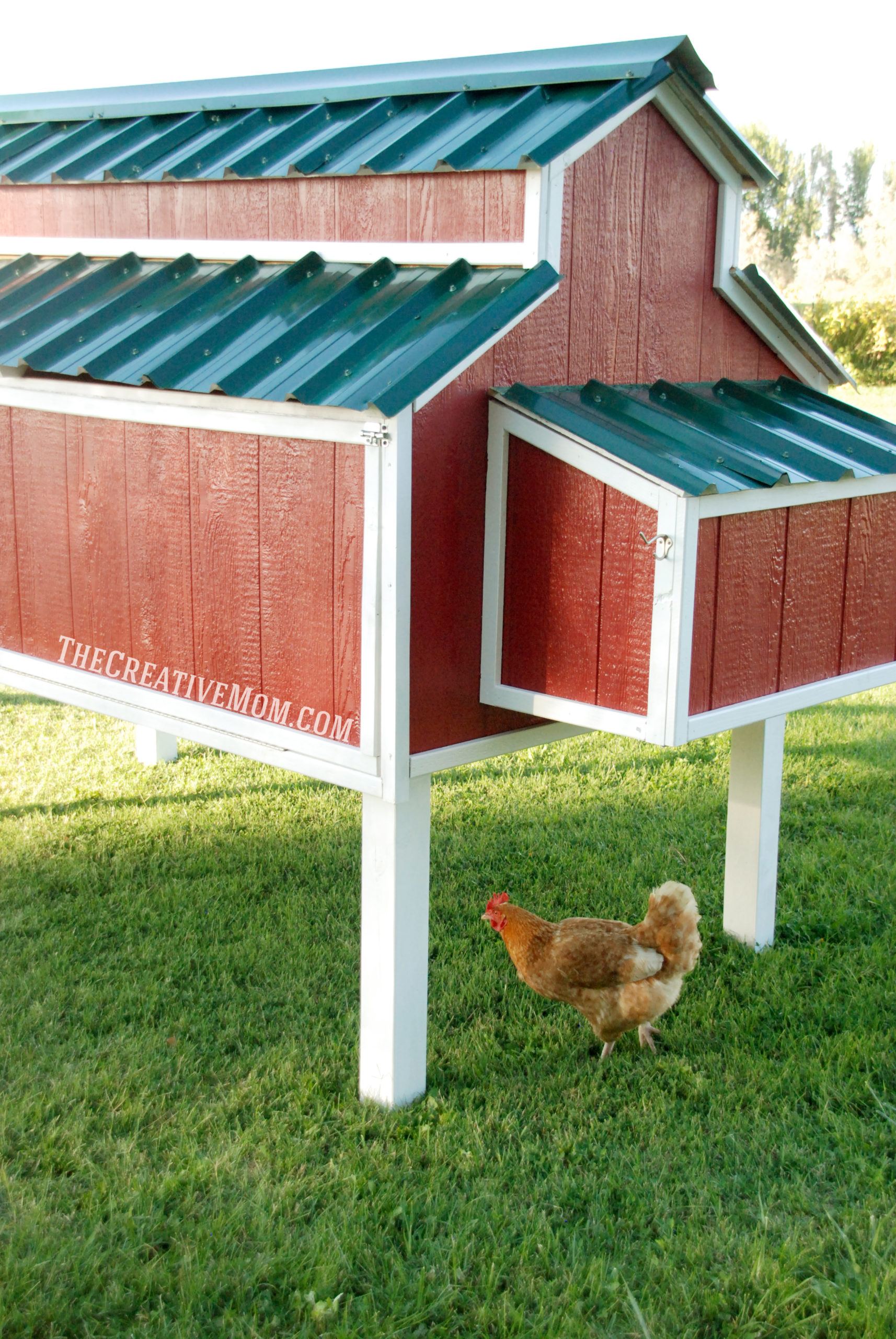 How much does a chicken coop cost to build Sowing and Protecting Plants and Chicken Cleanliness